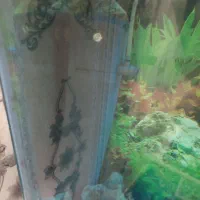 اکواریوم|ماهی|سوسنگرد, |دیوار