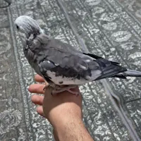 عروس هلندی دستی و سنخگو