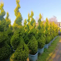 کاج لاوسون،پالم،یاس هلندی،مورت