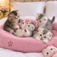 بچه گربه های اصیل بریتیش نر وماده