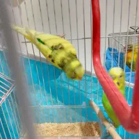 یک جفت مرغ عشق سالم سالم سالم سرحال سرحال|پرنده|هشتگرد, فاز ۷ مهستان|دیوار