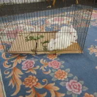 جوجه‌خرگوش