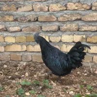 خروس ایام سمانی