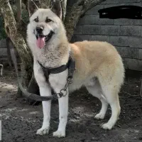 سگ گرگی باهوش