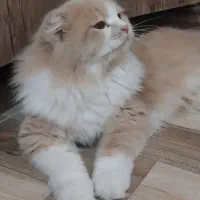 گربه|گربه|بندر گناوه, |دیوار