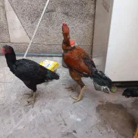 ۴ عدد خروس لاری