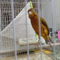 قناری دارچینی