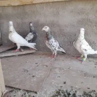 سرور ماده سه جفت سرورچینی زرد کرمانی
