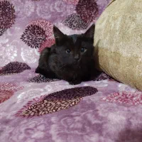 فروش بچه گربه خانگی