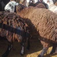 بره ماده