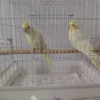 عروس هلندی