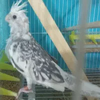 جوجه عروس دستی|پرنده|زاهدان, |دیوار