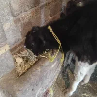 گوساله ماده