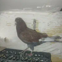 کبوتر قرمزی