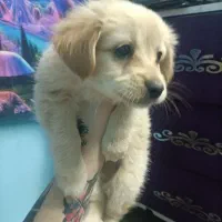 طوله اشپیتز پامر