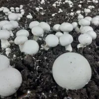 قارچ دکمه ای شهر شباب