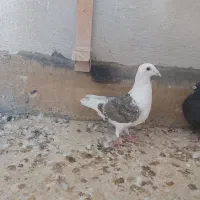 فروش ۳ تا کفتر خودمونی