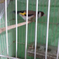 سهره نر|پرنده|ایلام, |دیوار