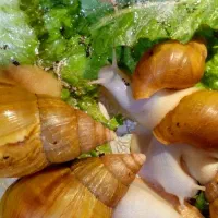 آلبینو|خزنده|بندرعباس, |دیوار