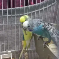 مرغ عشق مولد