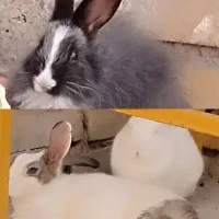 فروش ۳ عدد خرگوش فقط امروز ۲۰۰ت
