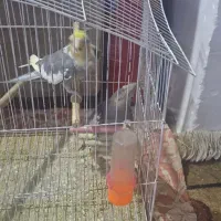 عروس هلندی|پرنده|خرمشهر, |دیوار