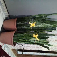 گل طبیعی