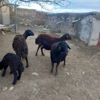 گوسفند|حیوانات مزرعه|ایجرود, |دیوار