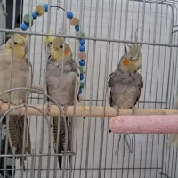 6 عدد عروس هلندی