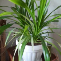 گل گندمی|گل و گیاه طبیعی|صدرا-فارس, فاز ۱|دیوار