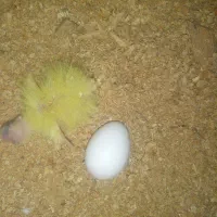 فنچ مولد خونگی روجوجوجه وتخم