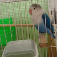 کوتوله برزیلی نر آماده