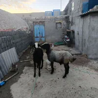 قوچ‌‌شال‌درجه‌یک