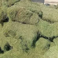 یونجه خرد کرده