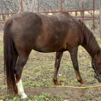 اسب مادیان|اسب و تجهیزات اسبسواری|اهر, |دیوار