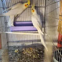 طوطی|پرنده|اردبیل, |دیوار