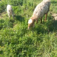 میش بره دار|حیوانات مزرعه|مشهد, شهرک امام سجاد|دیوار