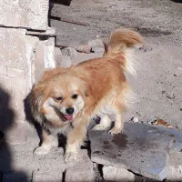 سگ پاکوتاه