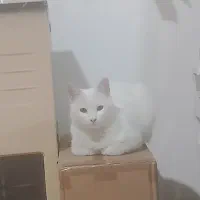 واگذاری گربه خونگی