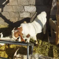 نری پاکستانی اصل