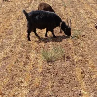 بز شیرازی جفت آبستن|حیوانات مزرعه|تاکستان, |دیوار