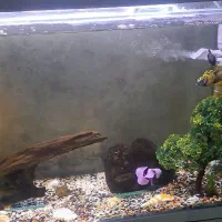 اکواریوم ماهی|ماهی|بندر انزلی, انصار الحسین|دیوار