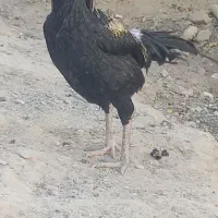 مرغ خروس لاری معاوضه ای|پرنده|سراوان, |دیوار