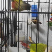 یک جفت مولد|پرنده|رودهن, |دیوار