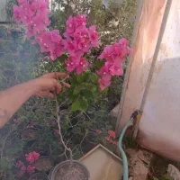 گل کاغذی هم قیمت چیپس