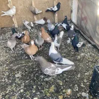 کفتر|پرنده|شیراز, درکی|دیوار