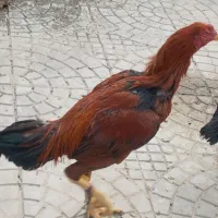 مرغ و خروس لاری|حیوانات مزرعه|فریمان, |دیوار