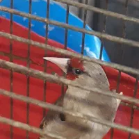 سهره و ماده قناری سفید