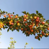 فروش باغ|فروش خانه و ویلا|چادگان, |دیوار