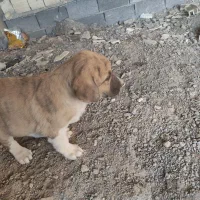 واگذاری سه عدد توله لاس میزون و سر پنجه دار...